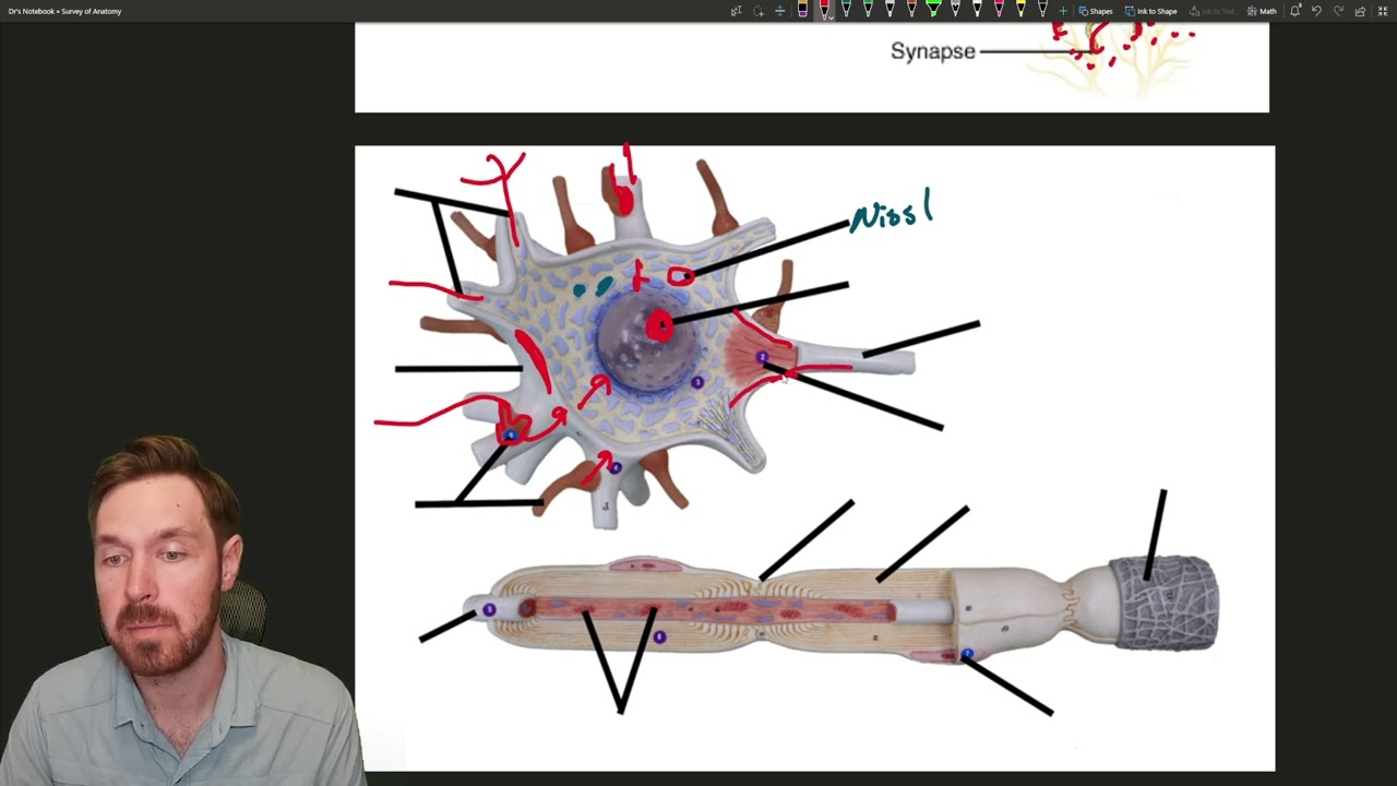Neuron Structure Explained: From Dendrites to Axons
