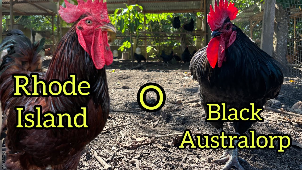 PINAGKAIBA NG RHODE ISLAND RED AT BLACK AUSTRALORP?!