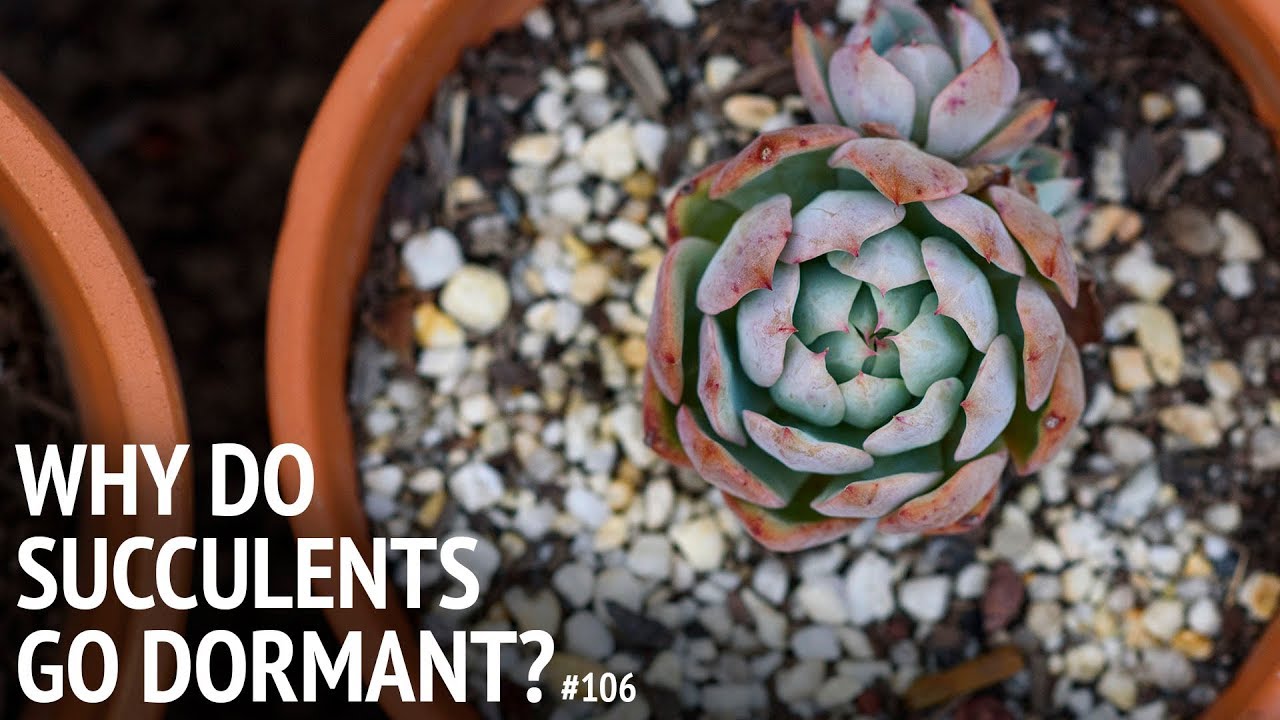 #106 Dormancy in succulents, and why they need it