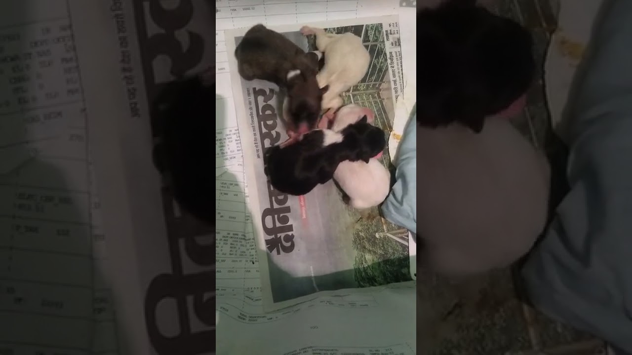 new born. indian spitz puppy's...
