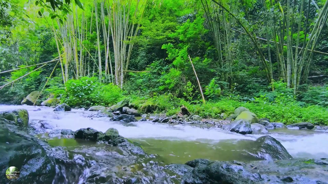 🔴 LIVE River Sounds with Birds Chirping 🌊🐦 Sleep, Relax & Study | Meditation | Stress Relief