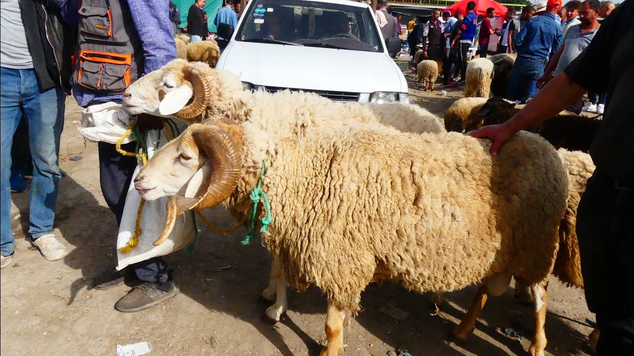 جولة في رحبة السعي باجة و هاذي فكرة على أسوام العلوش