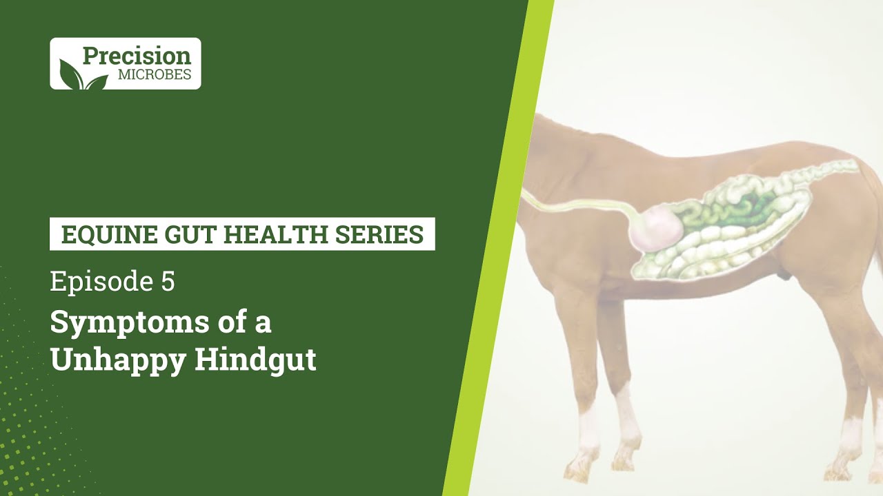 Equine Gut Health Series - EP.5 Symptoms of Unhappy Hindgut