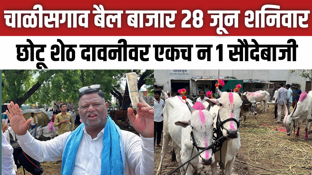 चाळीसगाव बैल बाजार 🛑 28 जून शनिवार | छोटू शेठ दावन सौदेबाजी | अन्वर शेठ | Chalisgaon bail bazar
