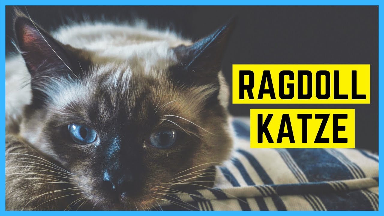 RAGDOLL KATZE - Charakter und Besonderheiten