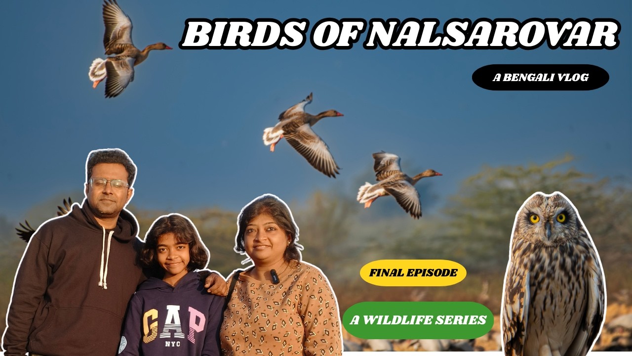 Birds of NalSarovar I Episode 3 I Short Eared Owl I  Birding in NalSarovar with Guide I Demoiselle