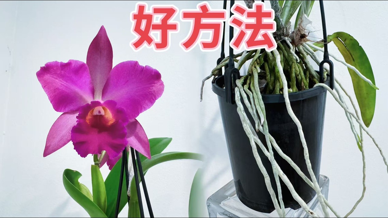 【25014】养卡特兰，这个方法太好了，再不怕烂根，搬进屋这么放，野趣美，顺便汇总一下嘉德利亚兰的养护【静姐说花】有字幕