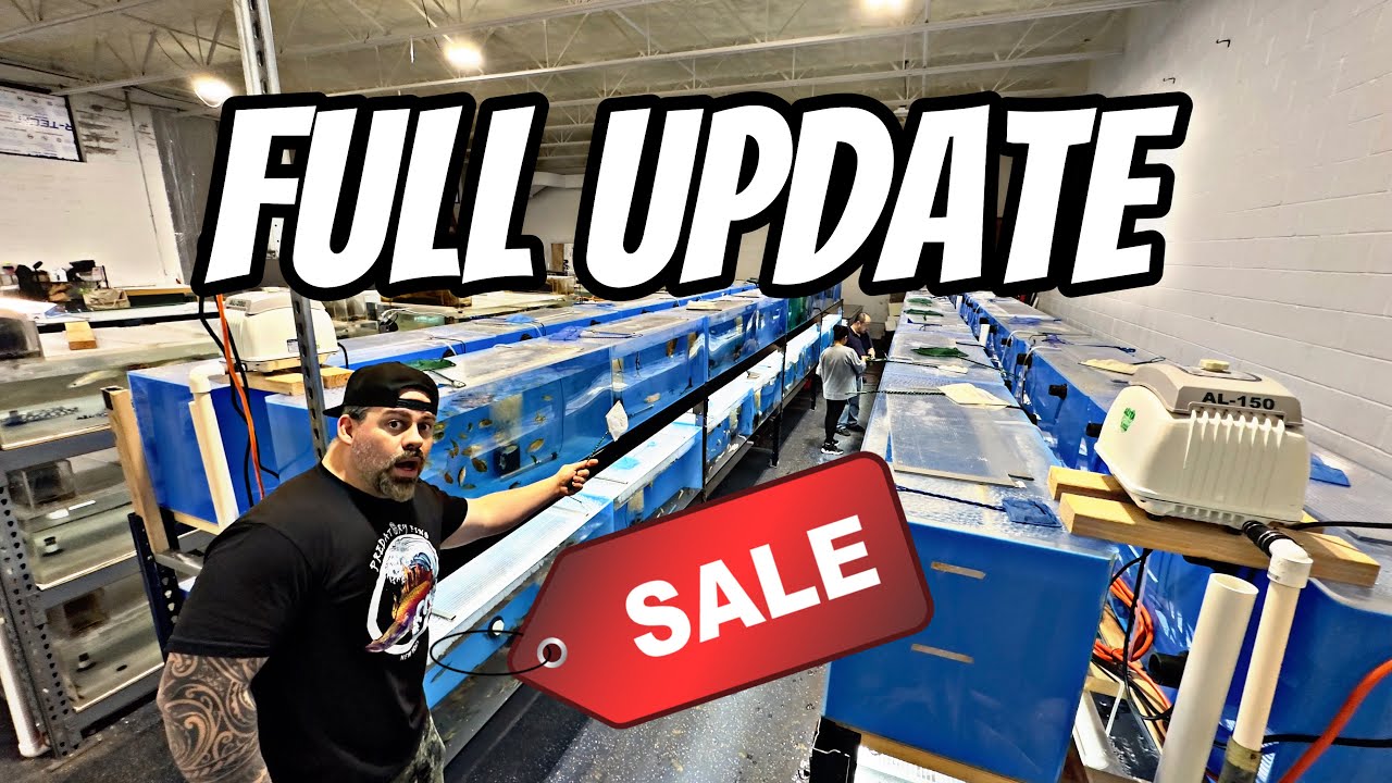 DISCOUNTING All Our Fish In Store - FULL SHOP UPDATE | A Lot is Happening