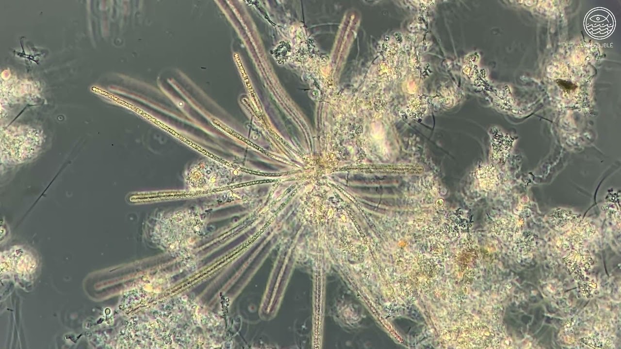 Roseta Thiothrix sp. en fangos activos