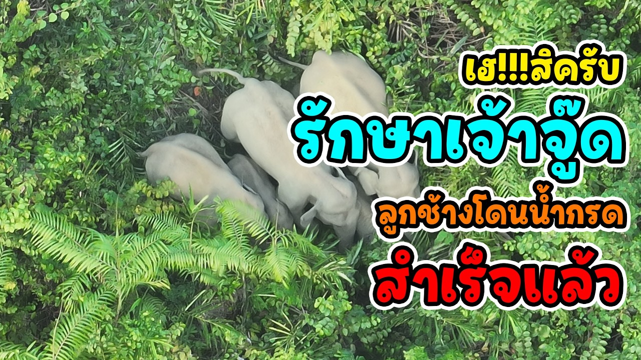 วินาทีแห่งความหวัง!ในที่สุดก็ช่วย 'เจ้าจู๊ด' ช้างถูกน้ำกรดได้สำเร็จ 