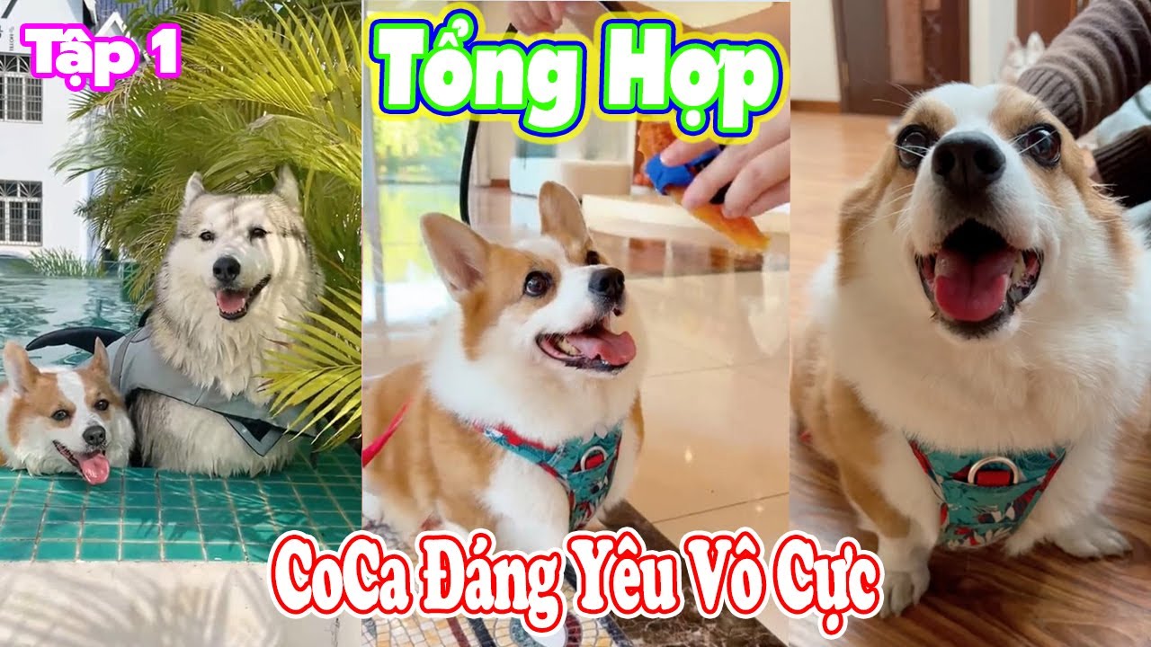 Tổng Hợp🐶 CoCa Đáng Yêu Vô Cực Tập 1️⃣ #thúcưng #vậtnuôi #chómèohàihước #funny #meohera