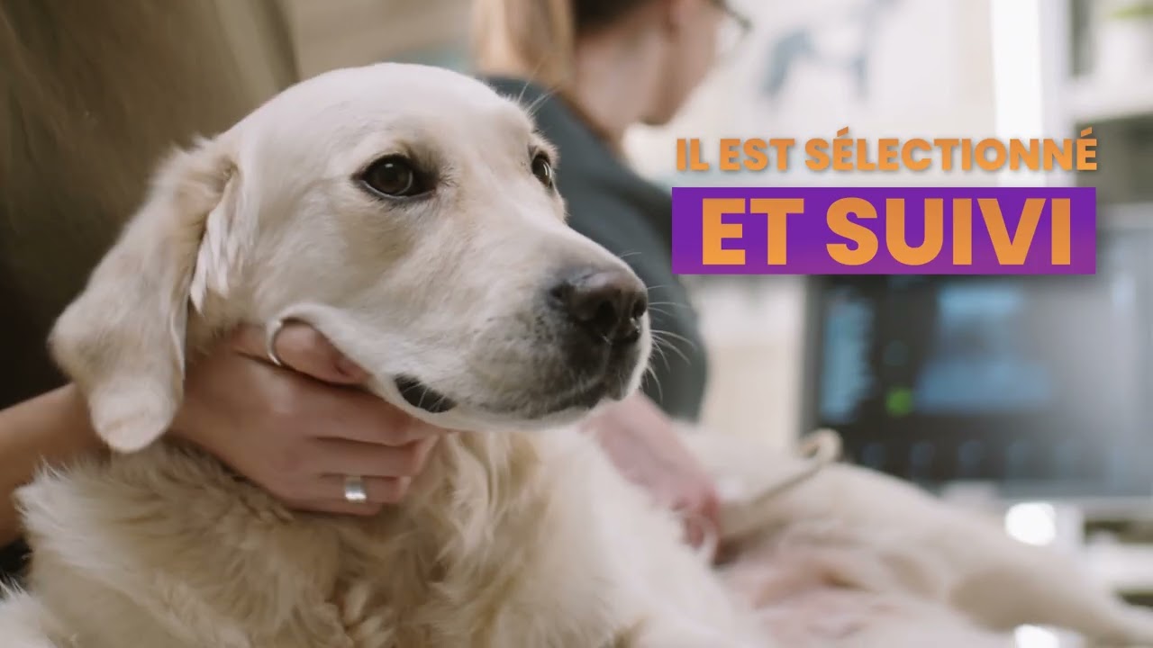 Soutenez les Chiens Guides Grand Sud Ouest !