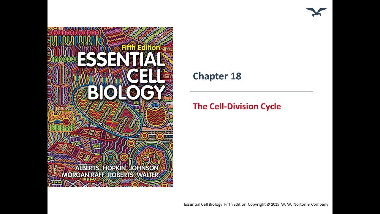 Cell Cycle Regulation & Control