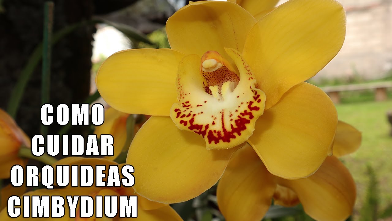 Como Cuidar una Orquidea Cymbidium || Orquiplanet