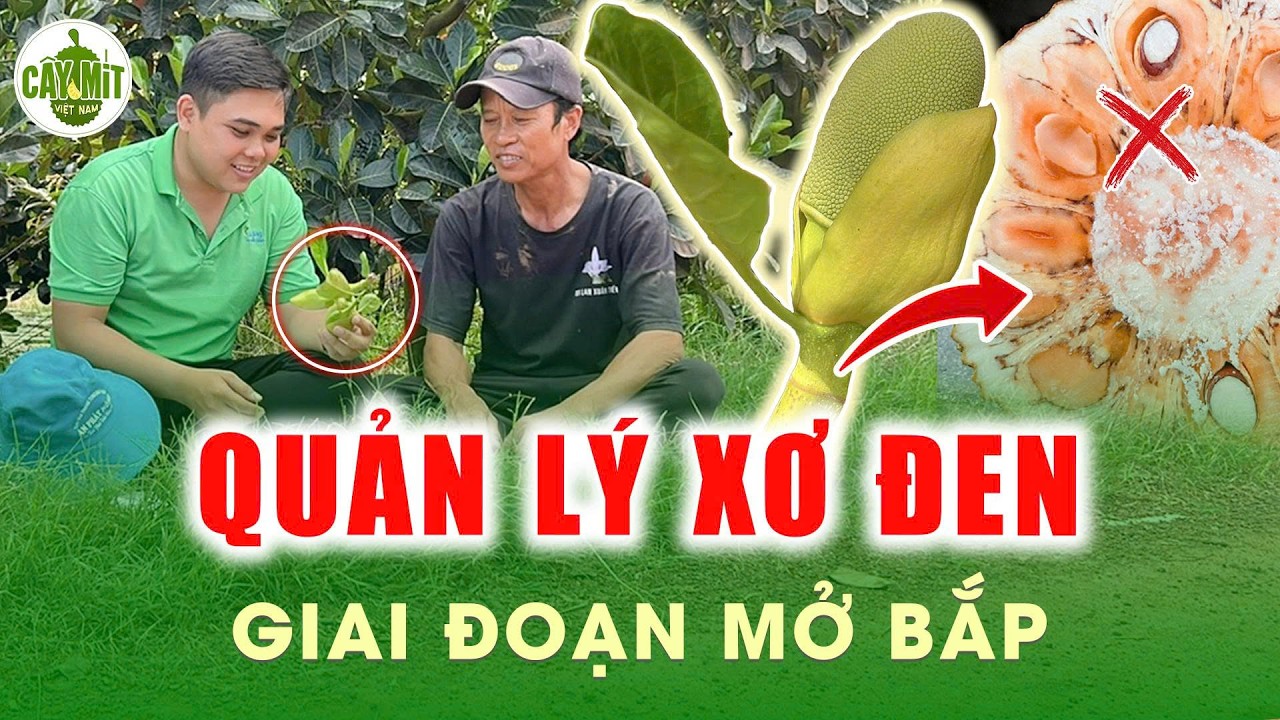 QUẢN LÝ XƠ ĐEN GIAI ĐOẠN MỞ BẮP #caymitvietnam #kythuattrongmit