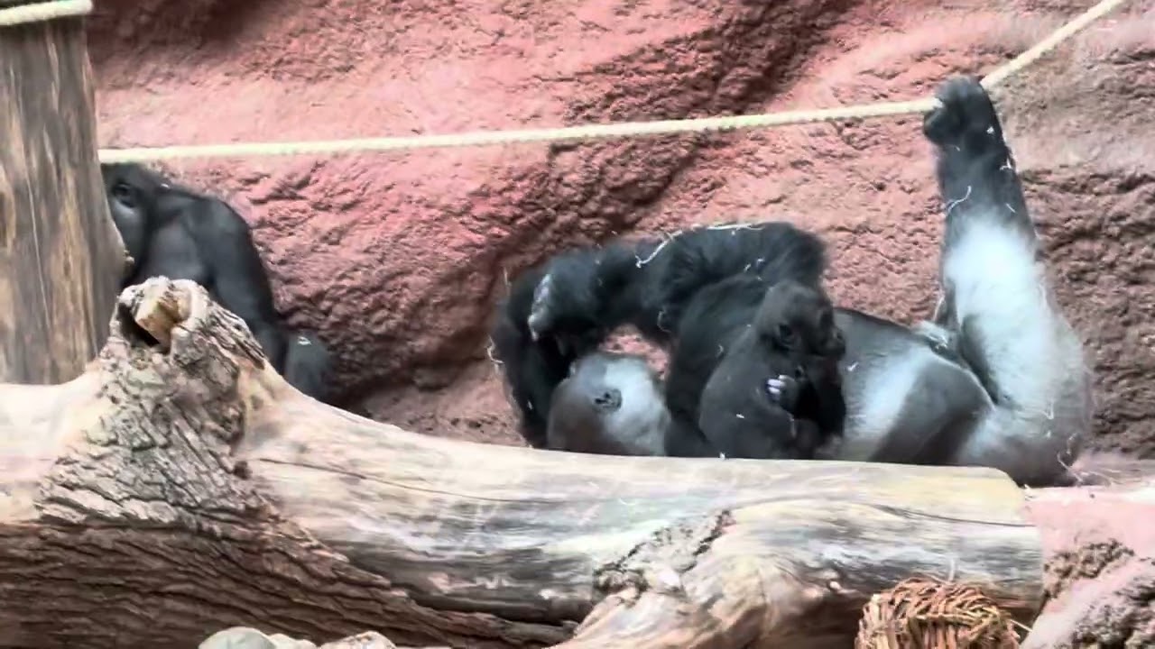 Gorilkovi (30.07.2025) #zoopraha #zoo #praguezoo #gorilla #animals 