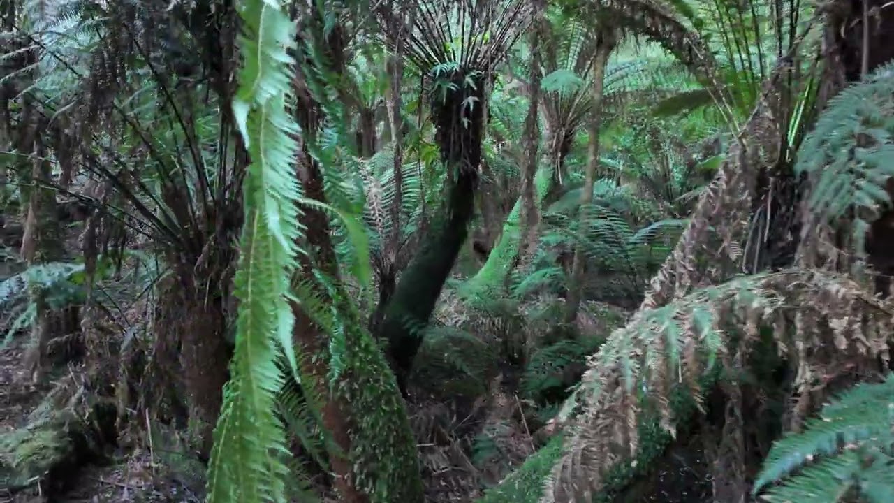 Amazing Forest, Belgrave, Victoria, Australia