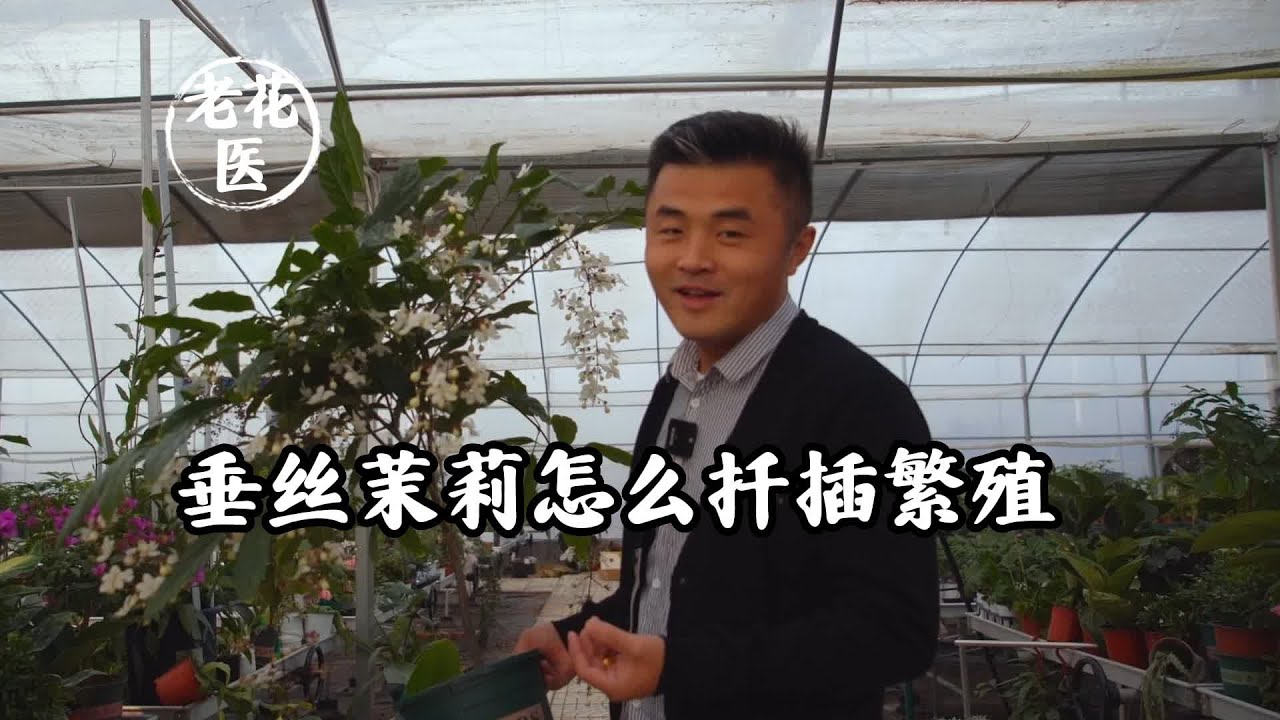 垂丝茉莉怎么扦插繁殖/How to Cuttage Jasmine propagation