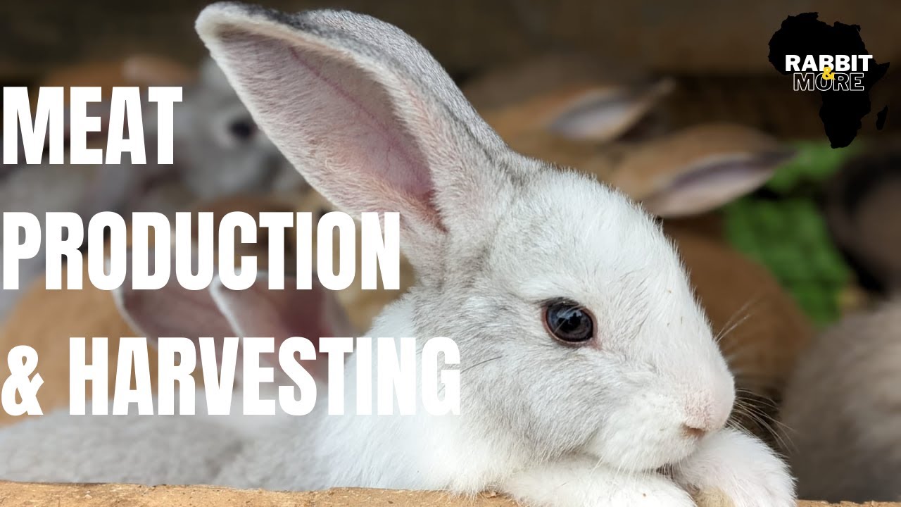 Rabbit Meat Harvesting & Production
