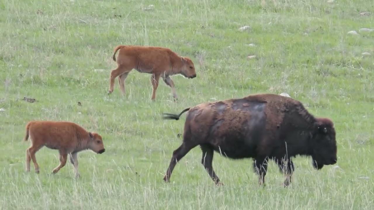 Bison with young calves roaming free!