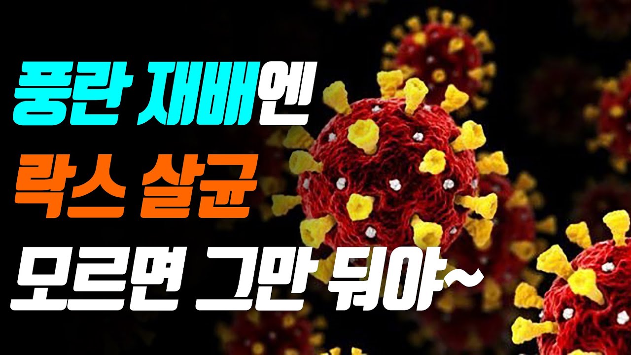 풍란 재배! 락스 살균은 기본