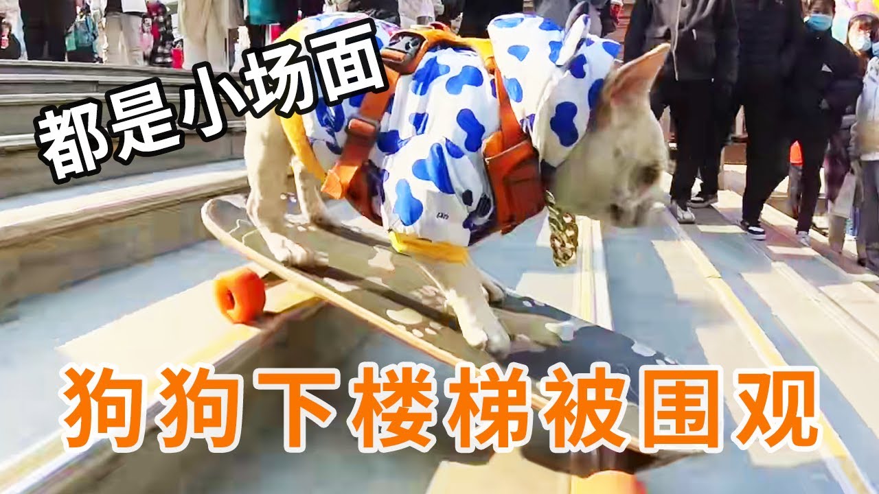 狗狗滑板下楼梯被路人围观，这些都是小场面！稳稳下楼不翻车~#滑板狗 #狗狗搞笑视频 #萌宠 #小法斗球球