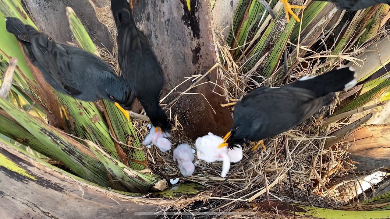 Black Myna Attacking baby owls. When their mother is not in the nest.