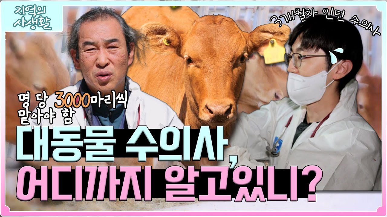 [지역의 사생활] 인력 부족으로 인해 이리 갔다 저리 갔다 대동물 수의사의 현실 | KBS 230407