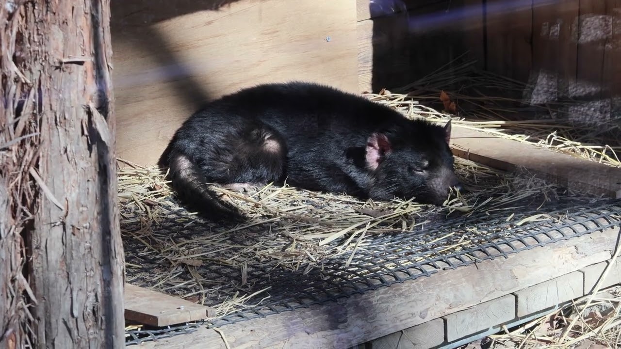 【多摩動物公園｜2026/1/11】眠っているタスマニアデビルのワイティ｜Tasmanian Devil Wayti Sleeping