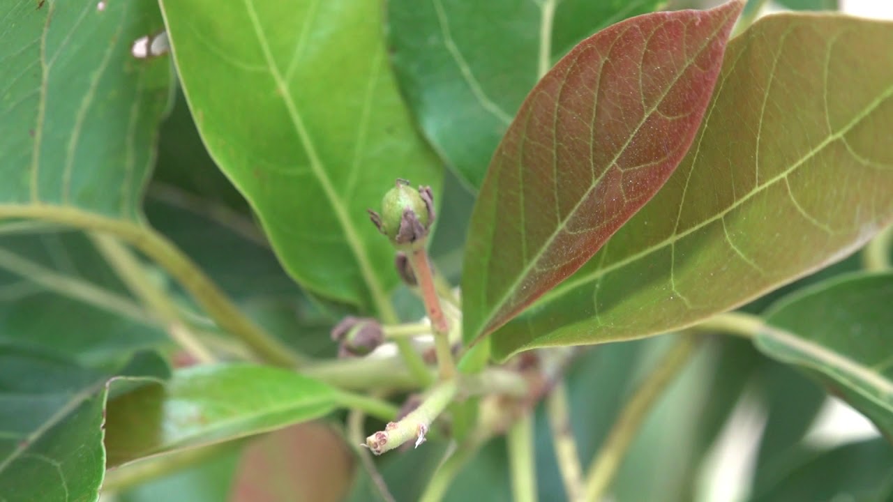 Growing Avocados in Zone 9b