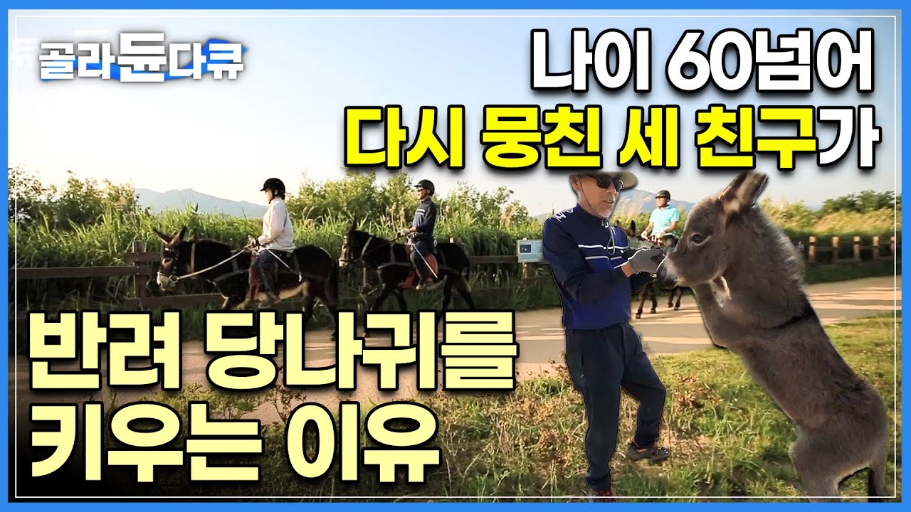 우리가 같이 키우는 '반려 당나귀'를 소개합니다! 10대 소년들이 60대가 되어 다시 뭉쳐 20마리 반려 당나귀와 사이좋게 사는 삼총사의 동물농장 I 한국기행 I #골라듄다큐