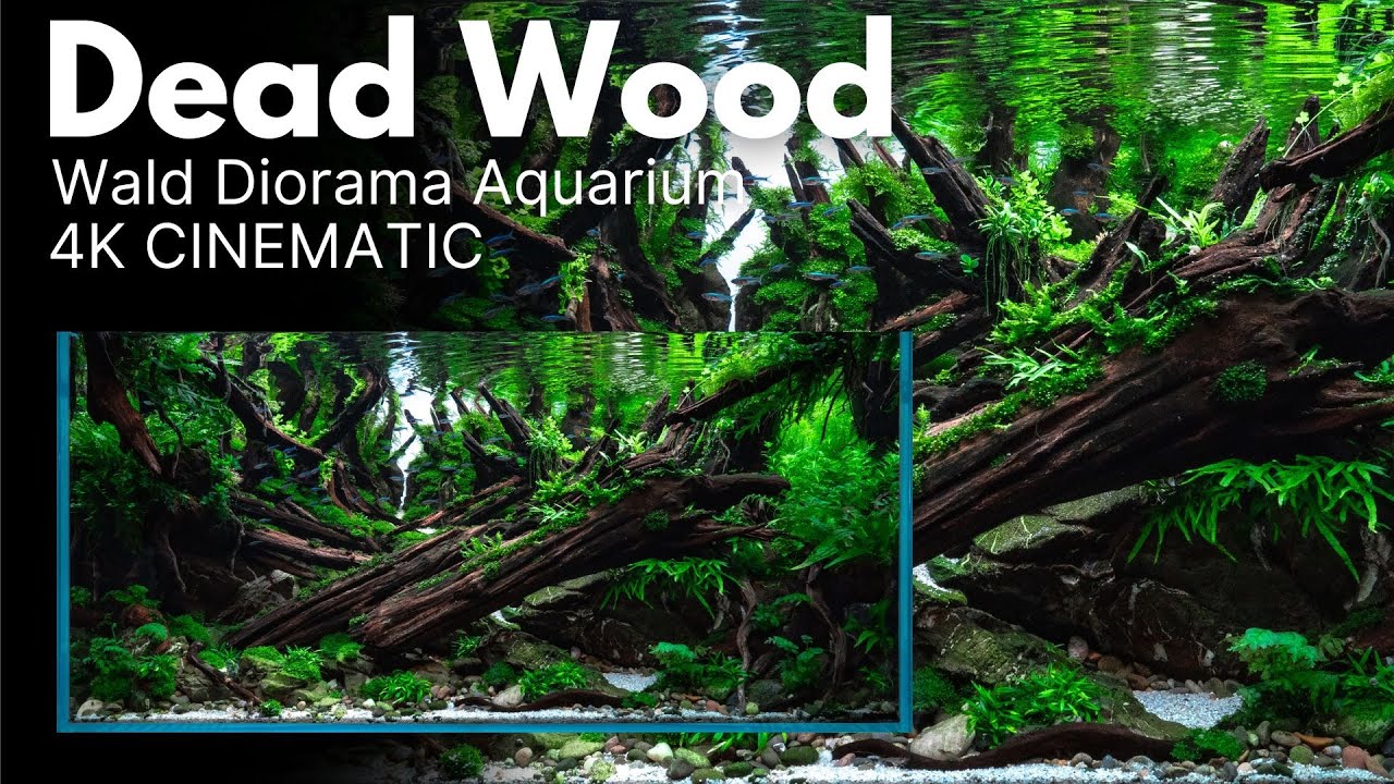 IAPLC 2024 World Ranking 24 | Dead Wood by Philip Schwarz | 4K Cinematic