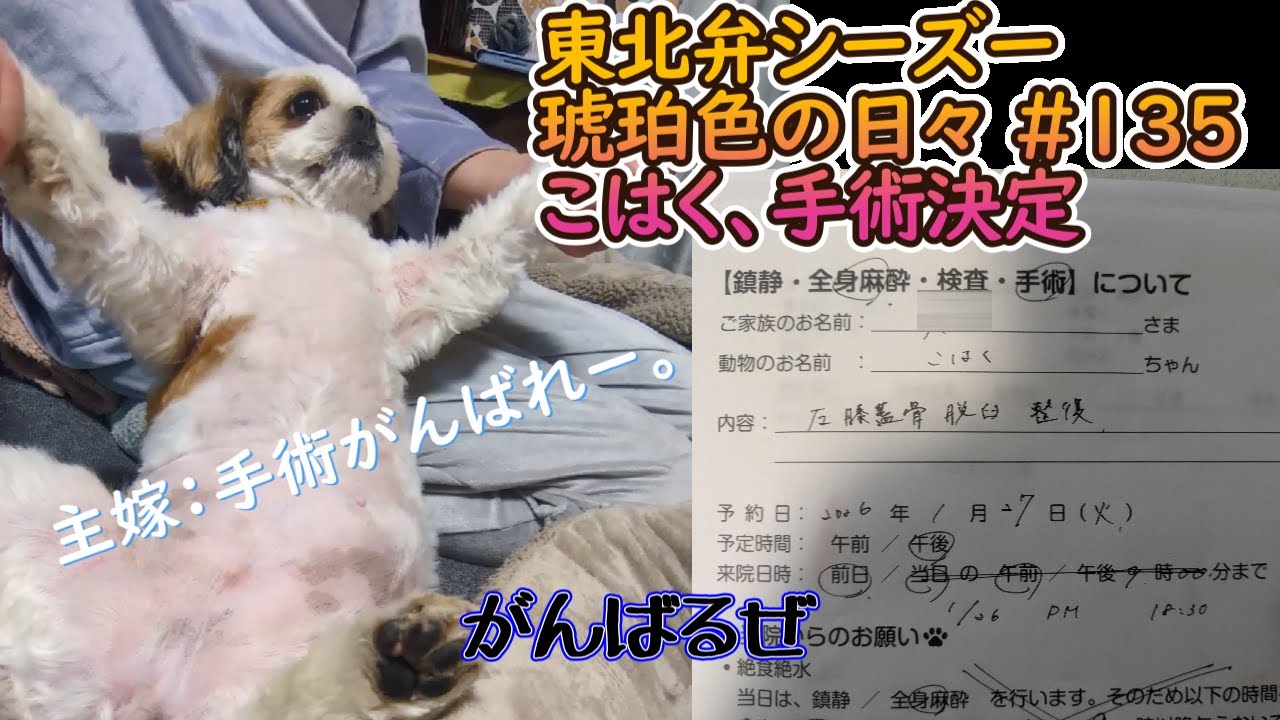 【東北弁シーズー】#135 こはくの手術が決定しました。