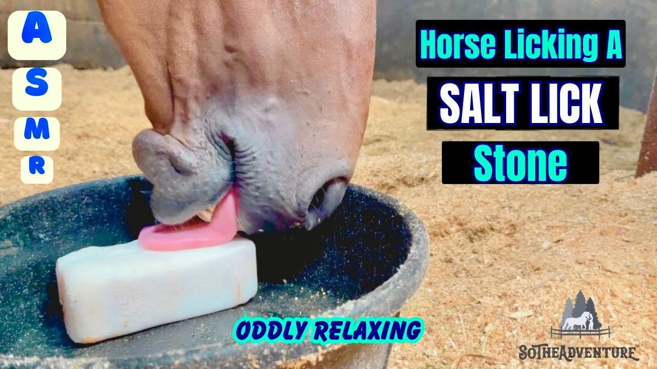 Horse Licking A Salt Lick Stone ASMR  | Oddly Satisfying Horse Care | Relaxing Horse Video