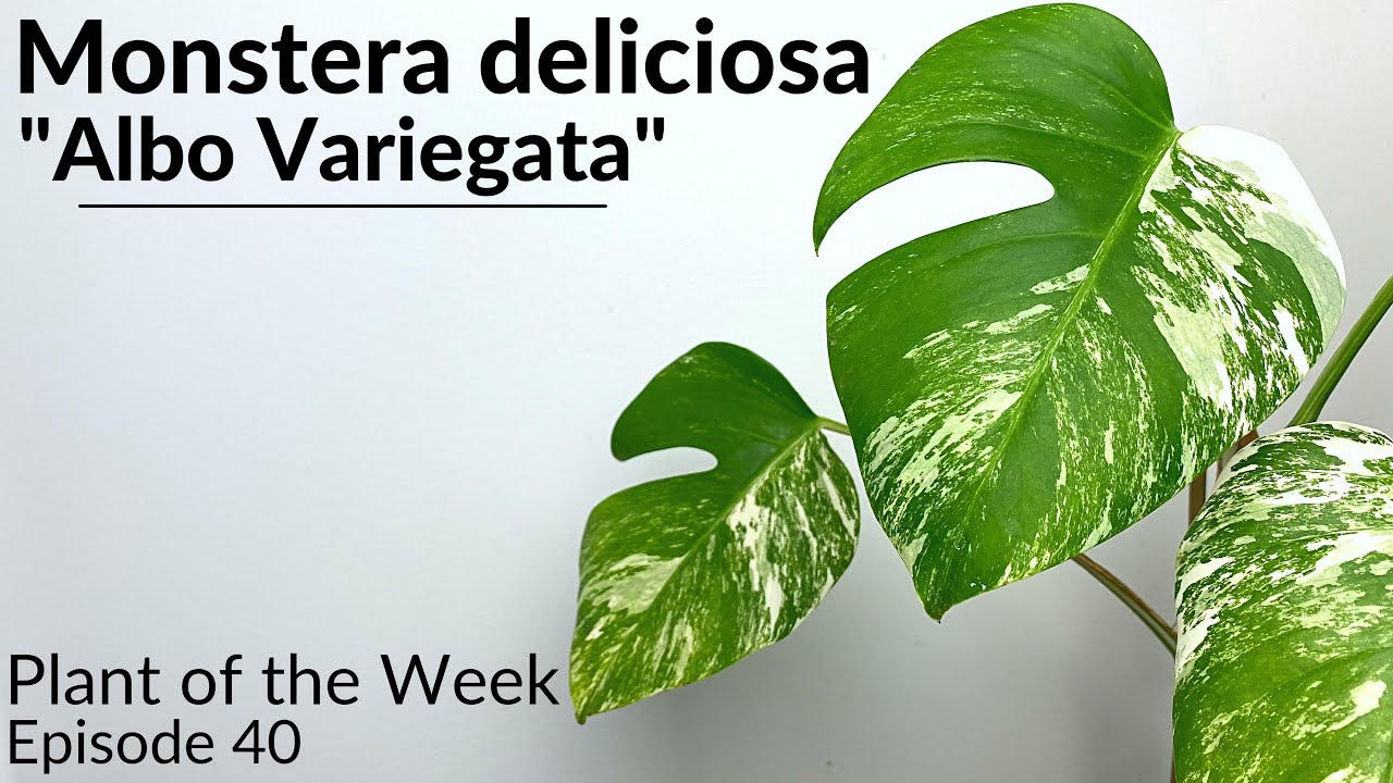 How To Care For Variegated Monstera (Monstera deliciosa 