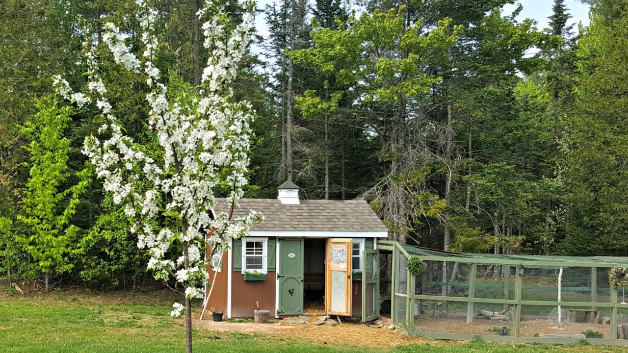 Tour of my new Horizon Structures Chicken Coop