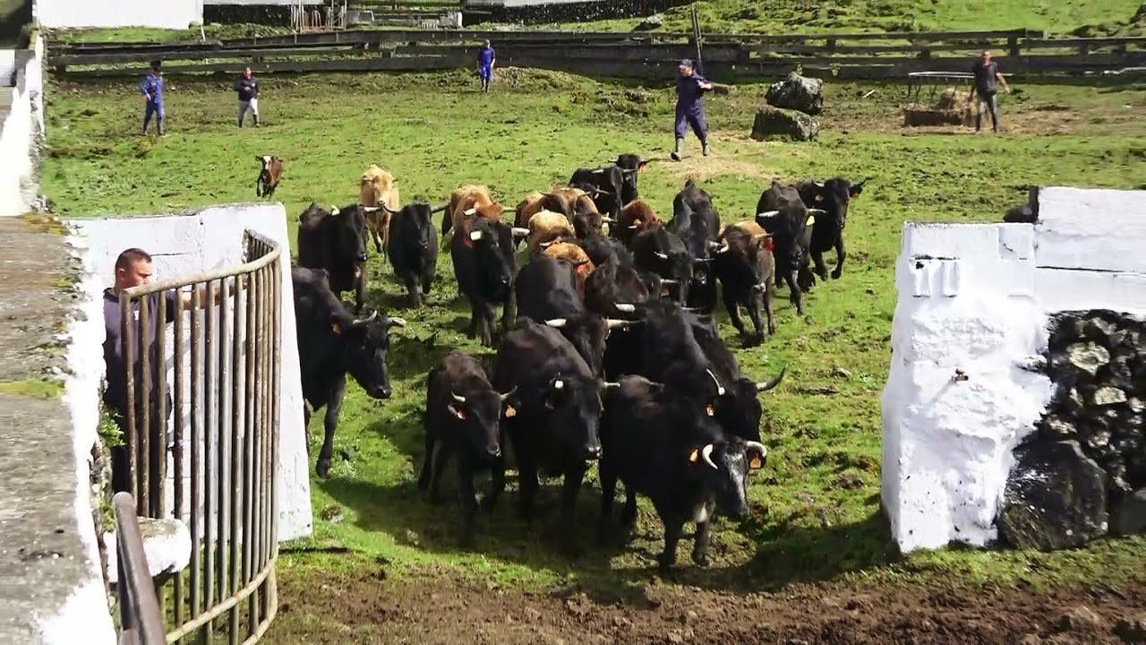 Ganadaria HF - Marca&ccedil;&atilde;o Do Gado Bravo - (Branding The Wild Cattle) - Terceira Island - Azores