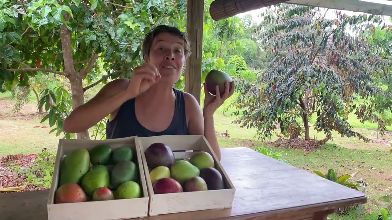 LA MANGUE🥭 son origine, sa culture, ses vertus