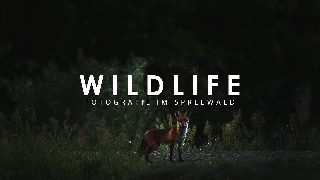 Wildlife Fotografie im Spreewald - Meine ersten Füchse