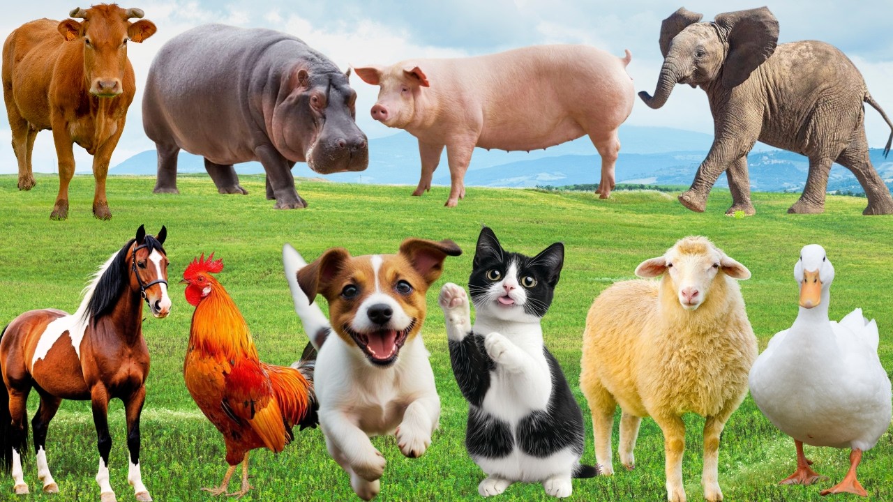 🌿 Âm Thanh Thiên Nhiên “Lan Tỏa Dễ Thương” – Bản Gọi Ca Vui Nhộn Từ Muôn Loài | FarmAnimals 🐓🐄🐶🐱