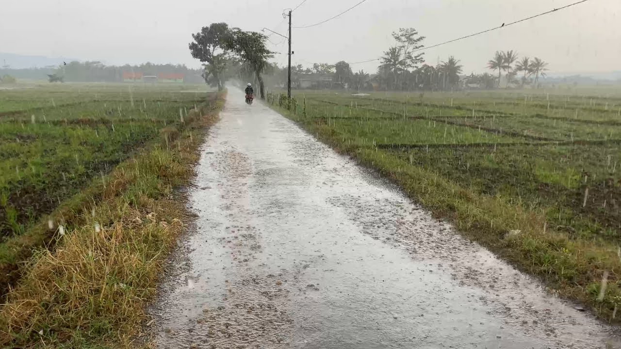 Heavy Rain and Super Strong Winds | Walking in the Middle of Rice Fields | Rain Sounds For Insomnia