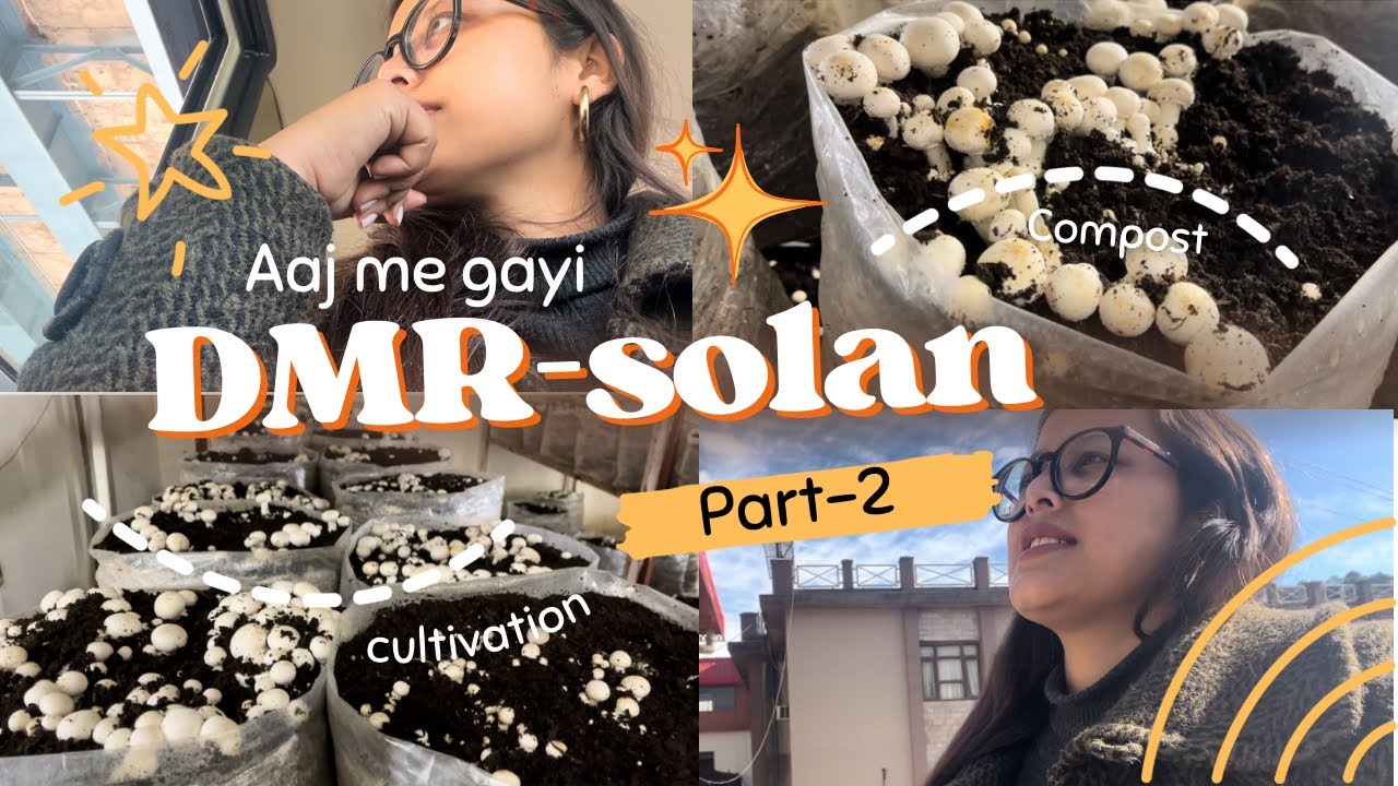 Aaj Me gayi DMR solan📍।part-2