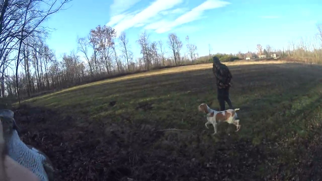 BRACCO ITALIANO LADY
