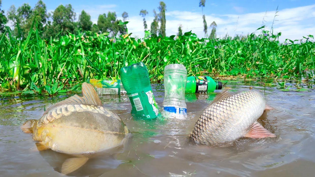Simple Fishing Technique | Traditional Boy Hook Fishing With Plastic Bottle Fish Trap