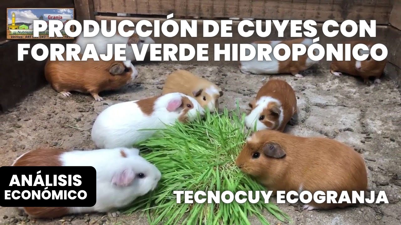 PRODUCCION DE CUYES CON FORRAJE VERDE HIDROPONICO