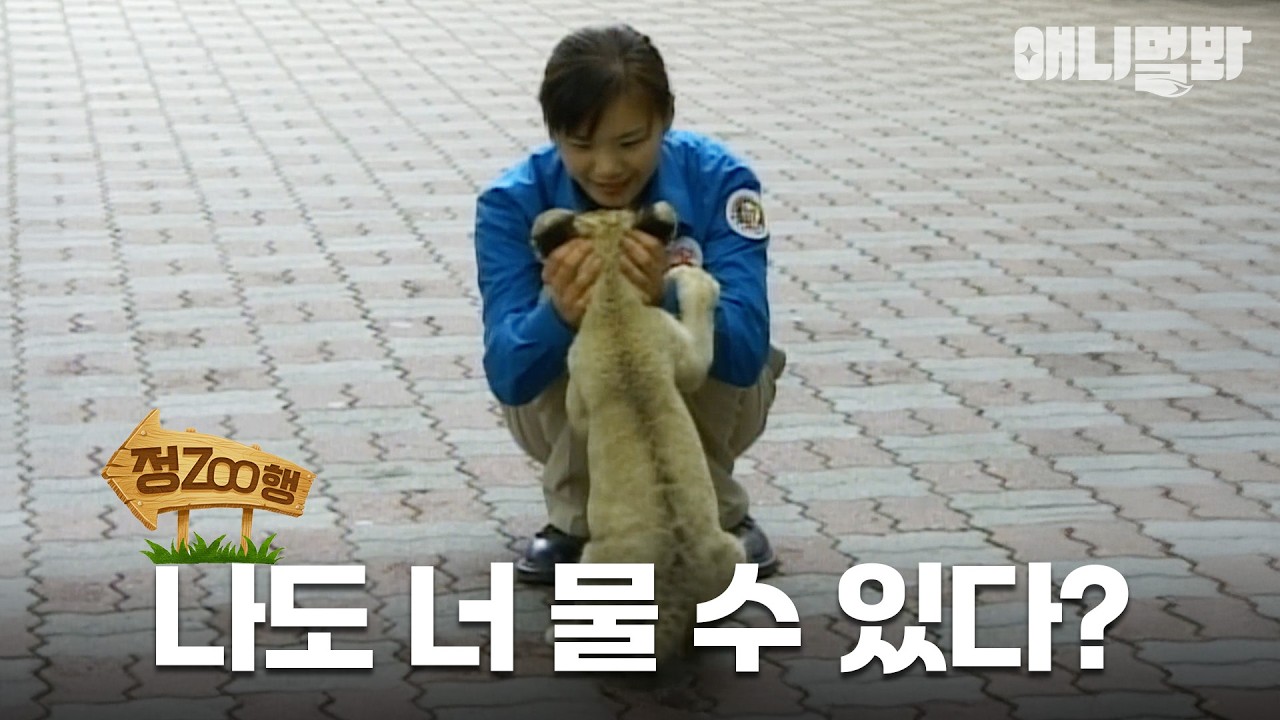 [#정ZOO행] 🦁금쪽이 아기 사자 키우는 꿀팁 알려드립니다📌 | EP.10 #TV동물농장 #AnimalFarm #애니멀봐