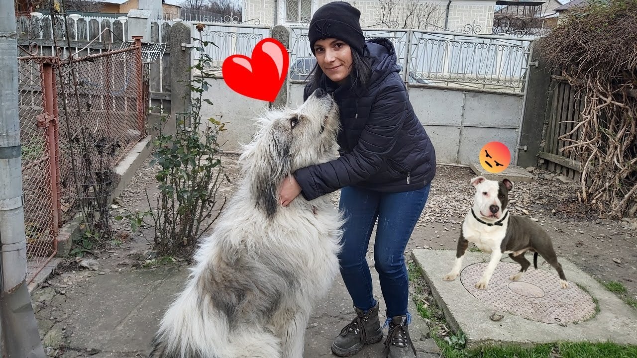 Am multi Câini ( Amstaff,Malinois,Carpatin,Mioritic )