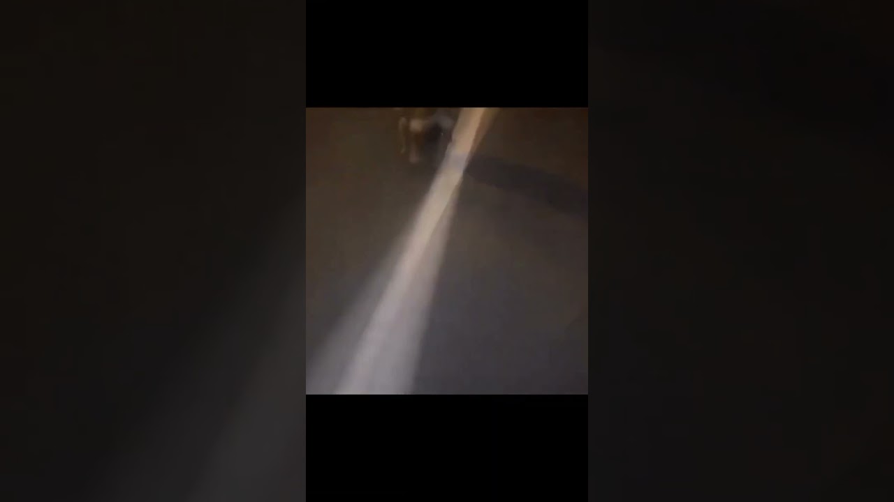 skunk attack #animalshorts #snunk #shorts #trending #trendingshorts