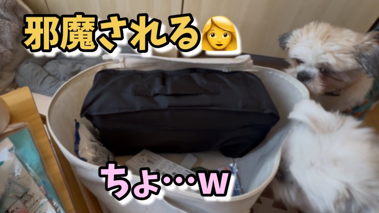 【備えただけじゃダメ】前に用意した🐶用防災グッズの見直しをしました