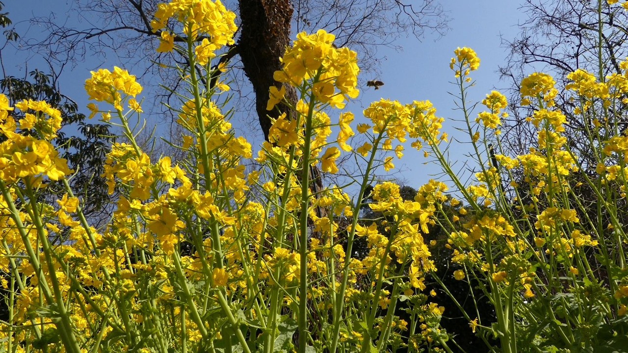 春の植物公園２0２６